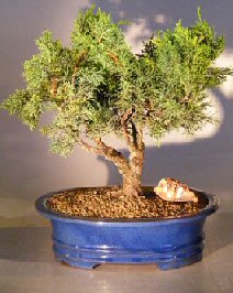 Shimpaku Juniper Bonsai Tree - Trained<br><i></i(>Juniper Chinensis)