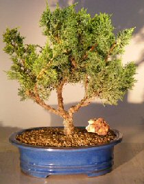 Shimpaku Juniper Bonsai Tree - Trained<br><i>(Juniper chinensis)</i>