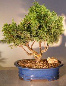Shimpaku Juniper Bonsai Tree - Trained<br><i>(Juniper chinensis)</i>