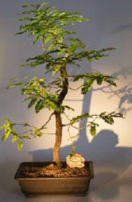 Flowering Tamarind Bonsai Tree <br> <i> </i> (tamarindus Indica)