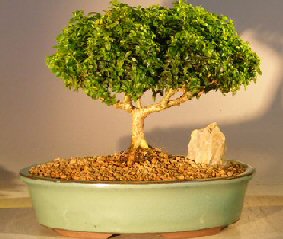 Japanese Kingsville Boxwood Bonsai Tree<br><i>(buxus microphylla compacta)</i>