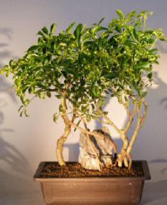 Hawaiian Umbrella Bonsai Tree<br>Variegated and Banyan Style