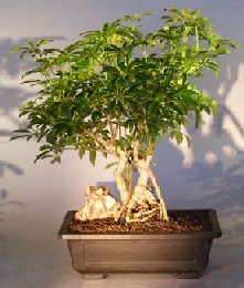 Hawaiian Umbrella Bonsai Tree - Banyan Style<br><i></i>(arboricola schfflera)