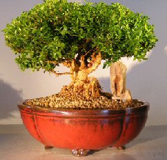 Japanese Kingsville Boxwood Bonsai Tree <br><i>(buxus microphylla compacta)</i>