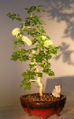 Flowering Texas Ebony Bonsai Tree<br><i></i>(pithecolobium flexicaule)
