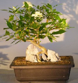 Flowering Gardenia with Raised Roots <br><i></i> (jasminodies miami supreme)