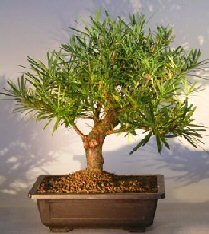 Podocarpus Bonsai Tree with Curved Trunk<br><i>(podocarpus macrophyllus)</i>