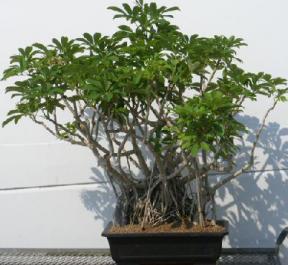 Hawaiian Umbrella Bonsai Tree  Banyan Style - Super Duper Size<br><i></i>(arboricola schefflera)
