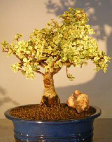 Baby Jade Bonsai Tree - Variegated<br><i></i>(portulacaria afra variegata)