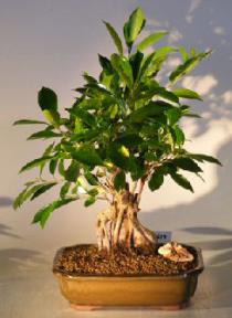 Ginseng Ficus Bonsai Tree<br><i></i>(Ficus Retusa