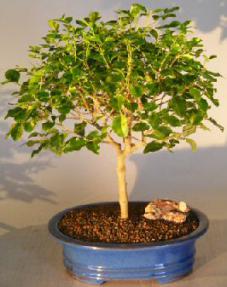 Flowering Ligustrum Bonsai Tree<br><i>(ligustrum lucidum)</i>