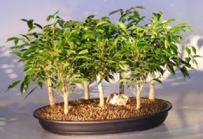 Ficus Bonsai Tree - 7 Tree Forest Group<br><i></i>(ficus 'orientalis')