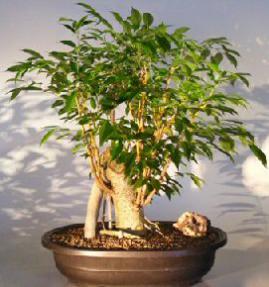 Oriental Ficus Bonsai Tree - Banyan Style<br><i></i>(ficus 'orientalis')