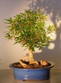 Willow Leaf Ficus Bonsai Tree<br><i></i>(ficus nerifolia/salicafolia)