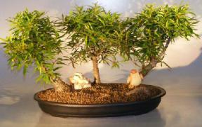 Willow Leaf Ficus Bonsai Tree - 3 Tree Forest Group<br><i></i>(ficus nerifolia/salicafolia)