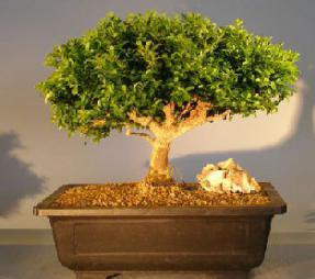 Japanese Kingsville Boxwood Bonsai Tree<br><i></i>(buxus microphylla compacta)