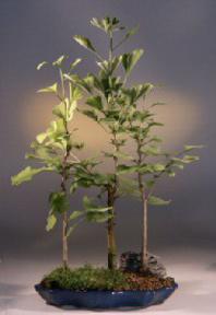 Ginkgo Bonsai Tree<br><i>(gingko biloba)</i>