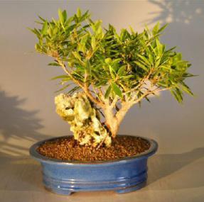 Willow Leaf Ficus Bonsai Tree<br>Root over Rock<br><i>(nerifolia/salicafolia)</i>