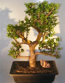 Baby Jade Bonsai Tree<br><i></i>(Portulacaria Afra)