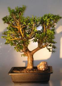 Baby Jade Bonsai Tree<br><i></i>(Portulacaria Afra)