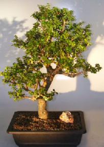 Baby Jade Bonsai Tree<br><i></i>(Portulacaria Afra)