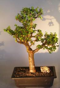 Baby Jade Bonsai Tree<br><i></i>(Portulacaria Afra)