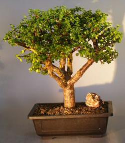 Baby Jade Bonsai Tree<br><i></i>(Portulacaria Afra)