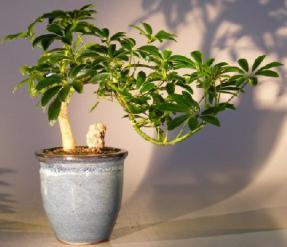 Hawaiian Umbrella Bonsai Tree - Cascade Style<br><i></i>(arboricola schefflera)