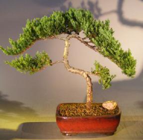 Juniper Bonsai Tree - Trained <br><i></i>(juniper procumbens nana) 