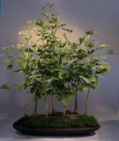 Ginkgo Bonsai Tree<br><i>(gingko biloba)</i>