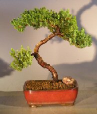 Juniper Bonsai Tree - Trained <br><i></i>(juniper procumbens nana) 