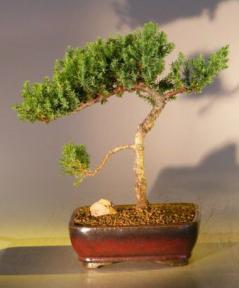 Juniper Bonsai Tree - Trained <br><i></i>(juniper procumbens nana) 