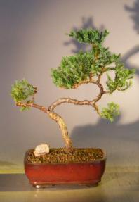 Juniper Bonsai Tree - Trained <br><i></i>(juniper procumbens nana) 