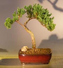 Juniper Bonsai Tree - Trained <br><i></i>(juniper procumbens nana) 