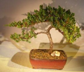 Juniper Bonsai Tree - Trained <br><i></i>(juniper procumbens nana) 