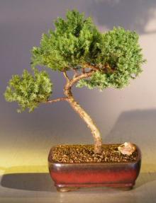 Juniper Bonsai Tree - Trained <br><i></i>(juniper procumbens nana) 