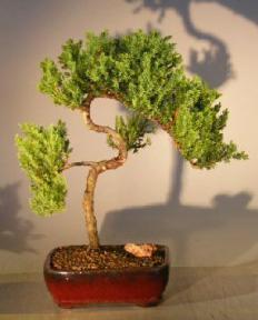 Juniper Bonsai Tree - Trained <br><i></i>(juniper procumbens nana) 