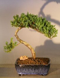 Juniper Bonsai Tree - Trained <br><i></i>(juniper procumbens nana) 