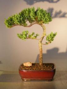 Juniper Bonsai Tree - Trained <br><i></i>(juniper procumbens nana) 