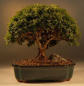 Japanese Kingsville Boxwood Bonsai Tree<br><i>(buxus microphylla 'compacta')</i>