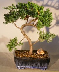 Juniper Bonsai Tree - Trained <br><i></i>(juniper procumbens nana) 