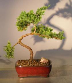 Juniper Bonsai Tree - Trained <br><i></i>(juniper procumbens nana) 