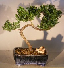 Juniper Bonsai Tree - Trained <br><i></i>(juniper procumbens nana) 