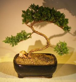 Juniper Bonsai Tree - Trained <br><i></i>(juniper procumbens nana) 