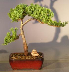 Juniper Bonsai Tree - Trained <br><i></i>(juniper procumbens nana) 