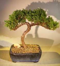 Juniper Bonsai Tree - Trained <br><i></i>(juniper procumbens nana) 