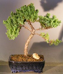 Juniper Bonsai Tree - Trained <br><i></i>(juniper procumbens nana) 