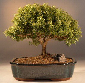 Japanese Kingsville Boxwood Bonsai Tree<br><i>(buxus microphylla 'compacta')</i>