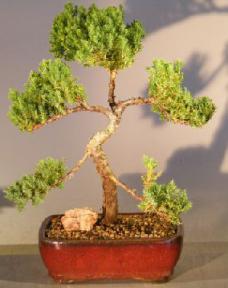 Juniper Bonsai Tree - Trained <br><i></i>(juniper procumbens nana) 