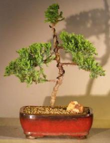 Juniper Bonsai Tree - Trained <br><i></i>(juniper procumbens nana)